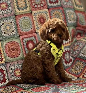 Photo №3. Toy Poodle puppies. Serbia