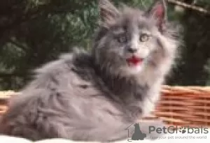 Photo №1. maine coon - for sale in the city of Фискари | Is free | Announcement № 128593