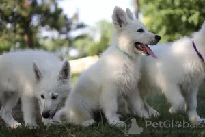 Additional photos: White Swiss Shepherd puppies for sale