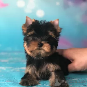 Photo №2 to announcement № 42916 for the sale of yorkshire terrier - buy in Germany private announcement