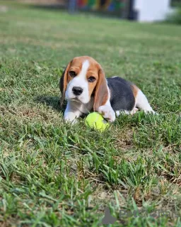 Photo №1. beagle - for sale in the city of Cologne | 450$ | Announcement № 127383