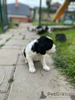 Photo №3. English Springerspaniel puppy - FCI Kennel. Slovakia