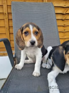 Photo №3. Pedigree Beagle puppies. United Kingdom