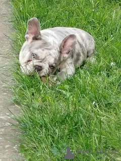 Additional photos: French bulldog puppies