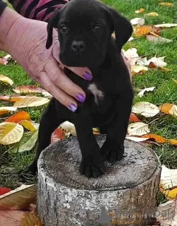 Photo №2 to announcement № 30085 for the sale of cane corso - buy in Germany private announcement