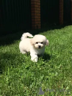 Photo №3. Puppies for sale Bishpu, Bichon Frize, Poodle. Russian Federation