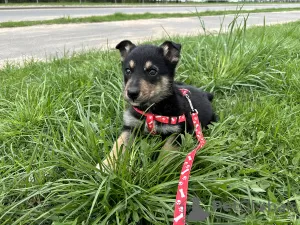 Additional photos: Smart and affectionate puppy Teddy as a gift