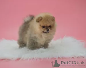 Photo №1. pomeranian - for sale in the city of Dusseldorf | 845$ | Announcement № 78170