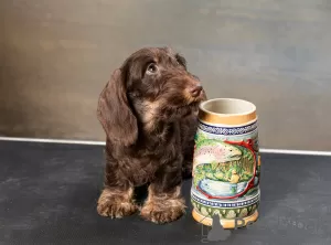 Photo №3. Miniature Wirehaired Dachshund Puppy. Russian Federation