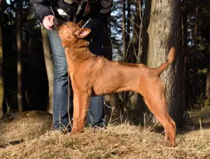 Photo №2 to announcement № 1907 for the sale of thai ridgeback - buy in Belarus breeder