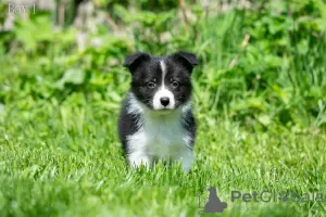 Additional photos: Border collie puppies