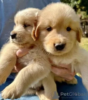 Photo №1. golden retriever - for sale in the city of Berlin | negotiated | Announcement № 124994