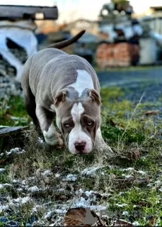 Additional photos: AMERICAN BULLY PUPPIES