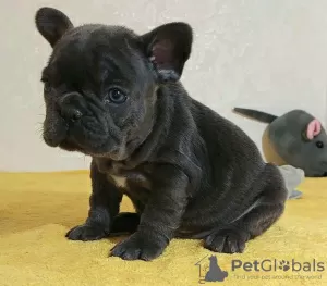 Photo №1. french bulldog - for sale in the city of Leipzig | 317$ | Announcement № 111504