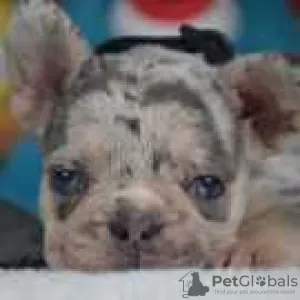 Photo №1. french bulldog - for sale in the city of Dobbs Ferry | 500$ | Announcement № 128172