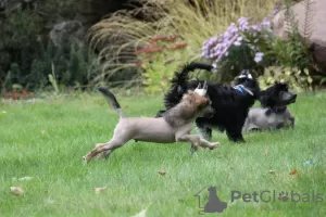 Photo №3. Chinese Crested - HL boy. Poland