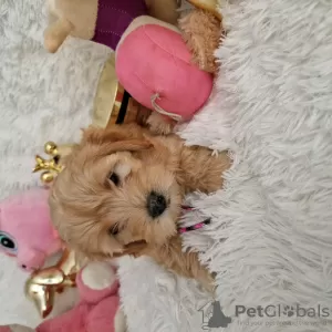 Photo №3. Maltipoo fb1 BellaQueen. Poland