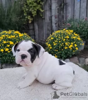 Photo №1. english bulldog - for sale in the city of Lisbon | negotiated | Announcement № 126870