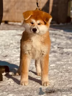 Additional photos: Japanese Akita Inu puppies