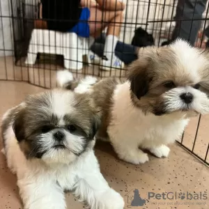 Photo №1. shih tzu - for sale in the city of Illinois City | 700$ | Announcement № 93495