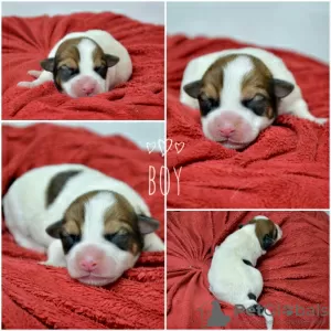 Photo №4. I will sell jack russell terrier in the city of Minsk. from nursery - price - 214$