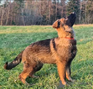 Additional photos: Long Hair German Shepherd working line puppies