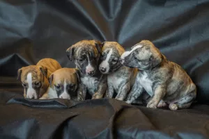 Additional photos: WHIPPET PUPPIES