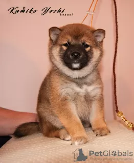 Photo №4. I will sell shiba inu in the city of Nizhny Novgorod. from nursery - price - negotiated