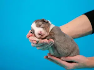 Photo №3. Australian Shepherd puppies for sale. Russian Federation