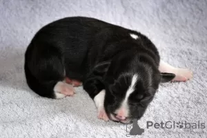 Additional photos: border collie puppies