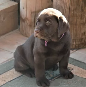 Photo №4. I will sell labrador retriever in the city of Balashikha. breeder - price - 518$