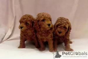 Photo №2 to announcement № 129036 for the sale of poodle (toy) - buy in Serbia breeder