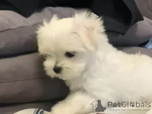 Additional photos: Sale of elite puppies of the Maltese lapdog with an excellent pedigree