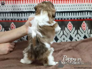 Photo №3. Beautiful Shih Tzu Puppies - Available to Reserve. Germany