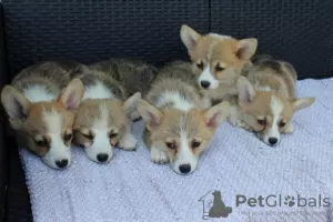 Additional photos: Welsh Corgi Pembroke puppies