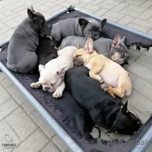 Additional photos: French bulldog puppies