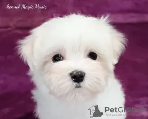 Photo №1. maltese dog - for sale in the city of Долинская | negotiated | Announcement № 26020