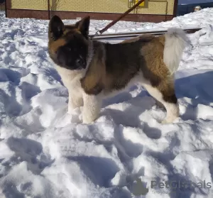 Additional photos: American Akita Puppies