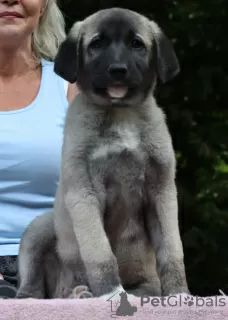 Photo №4. I will sell anatolian shepherd in the city of Brno. breeder - price - 1162$