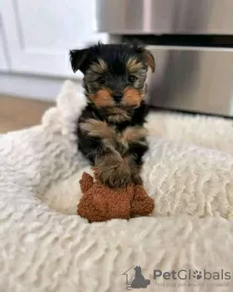 Photo №2 to announcement № 125801 for the sale of yorkshire terrier - buy in Sweden 