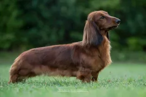 Photo №3. Long-haired dachshund puppies. Ukraine