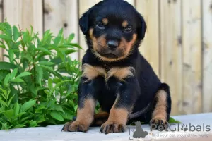 Photo №2 to announcement № 97241 for the sale of rottweiler - buy in Germany private announcement, breeder