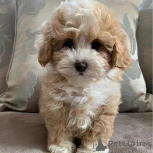 Photo №3. Beautiful Cream & Apricot Toy F1 Maltipoo Puppies. Germany