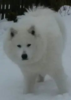 Additional photos: Samoyed puppies