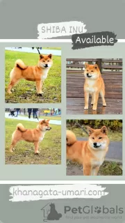 Photo №1. shiba inu - for sale in the city of Москва | 1302$ | Announcement № 66321