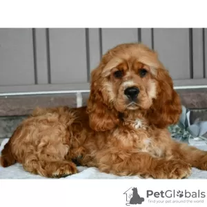 Photo №2 to announcement № 45706 for the sale of english cocker spaniel - buy in Colombia private announcement