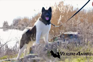 Photo №3. American Akita Puppies. Ukraine