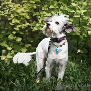 Additional photos: Charismatic Perchik is looking for a home and owner, a dog in good hands