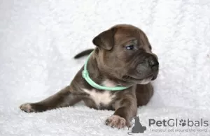 Additional photos: Puppies with a unique pedigree