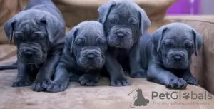 Additional photos: Cane Corso Puppies RECOMMENDATION